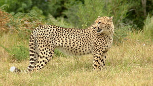 Cheetah animal HD wallpaper